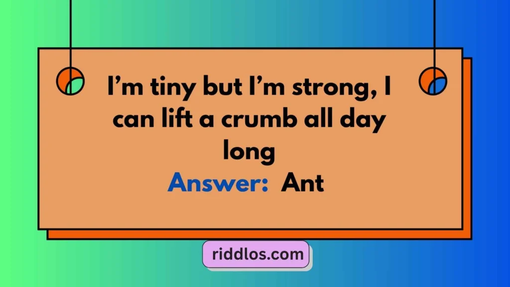 100 Riddles About Bugs