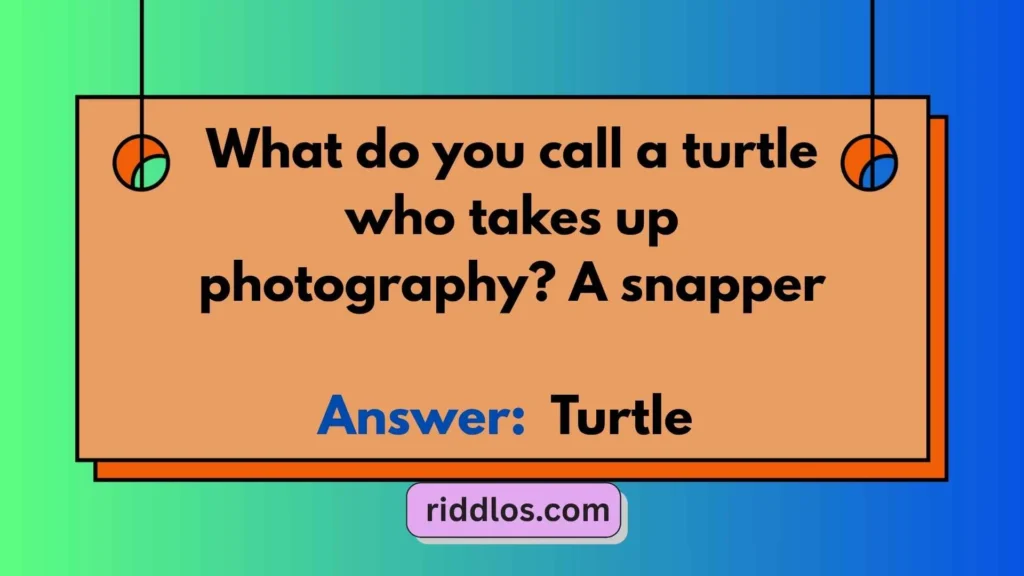 Funny Riddles About Turtles