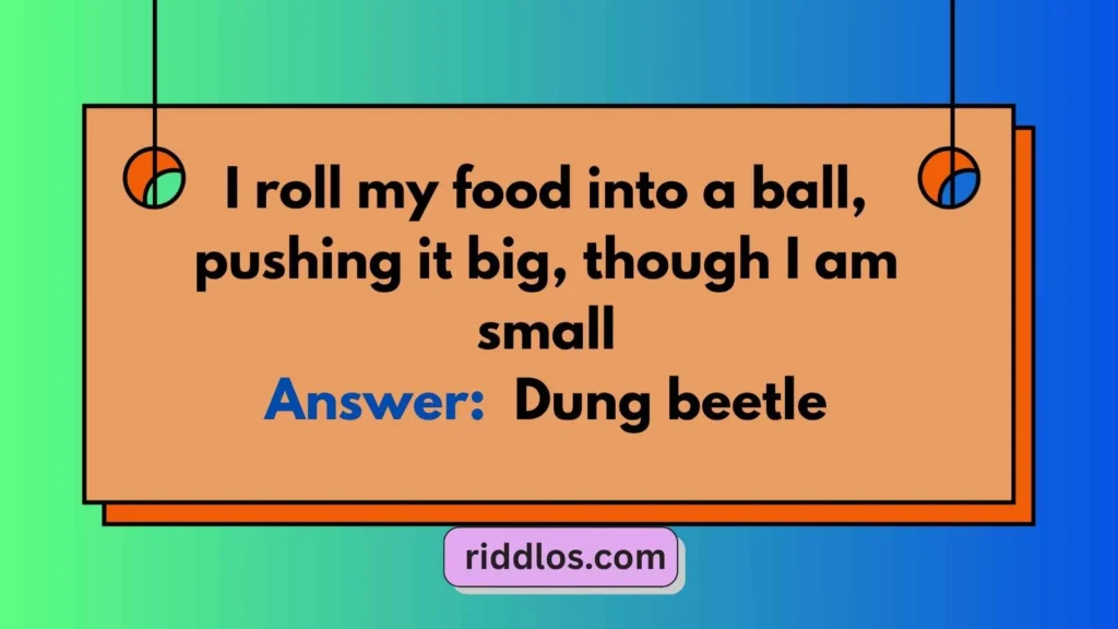 Riddles About Bugs for Kids