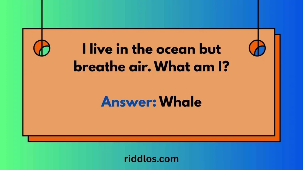 Tricky Riddles About Animals