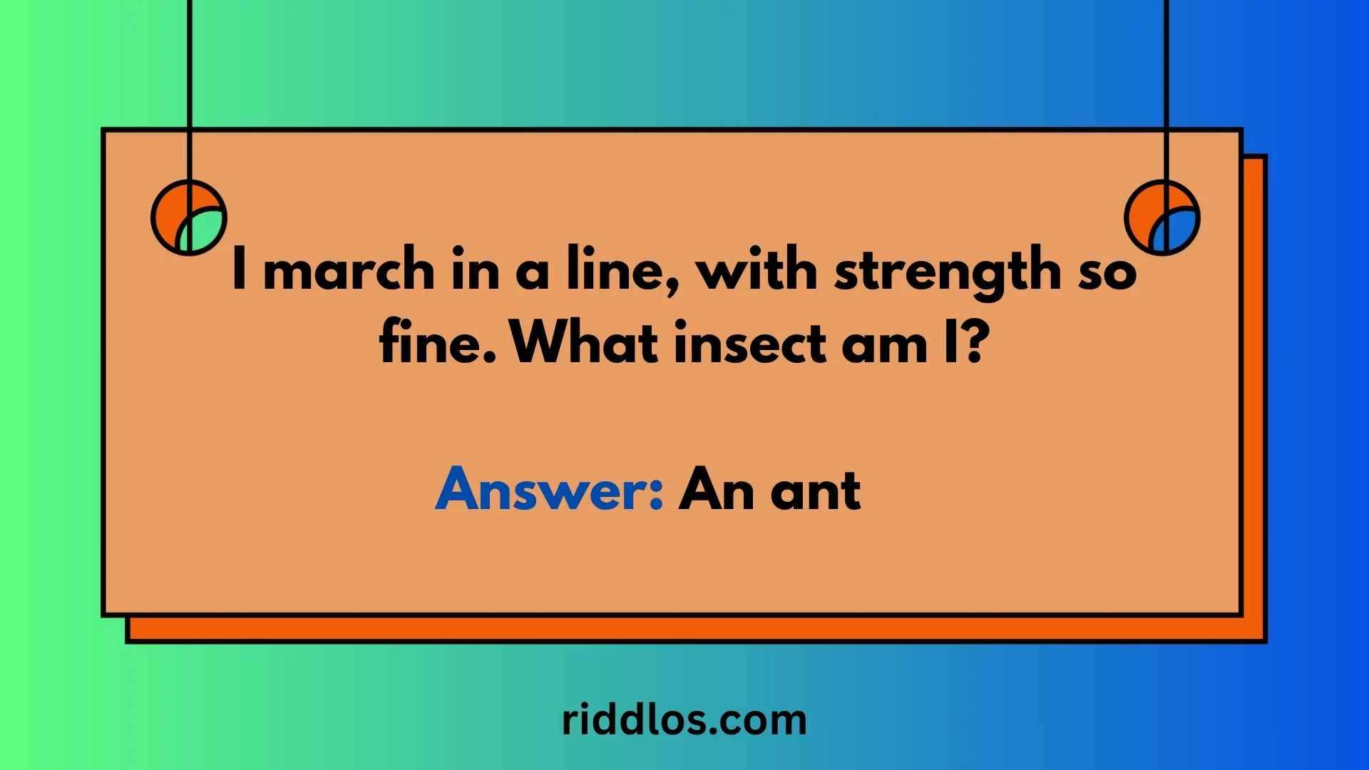 ant riddles