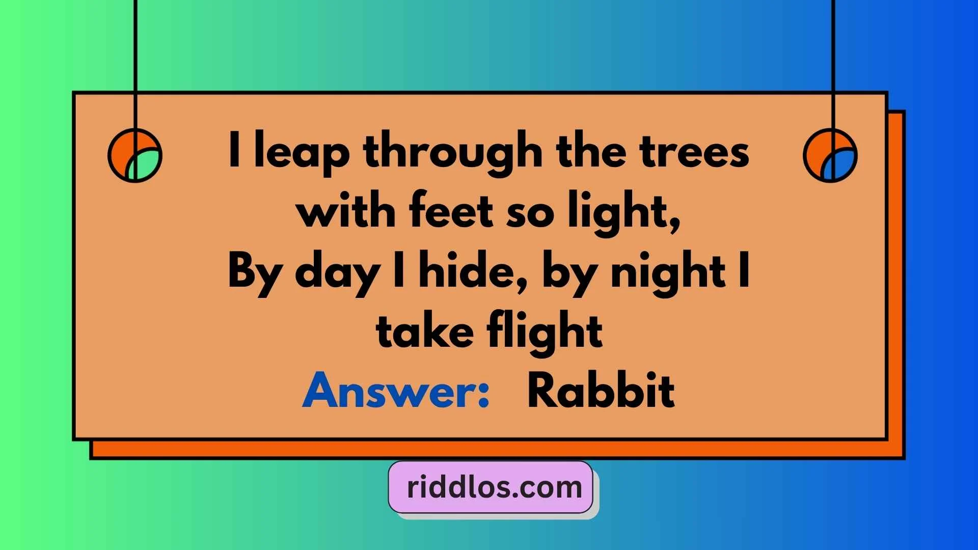 Rabbit Riddles